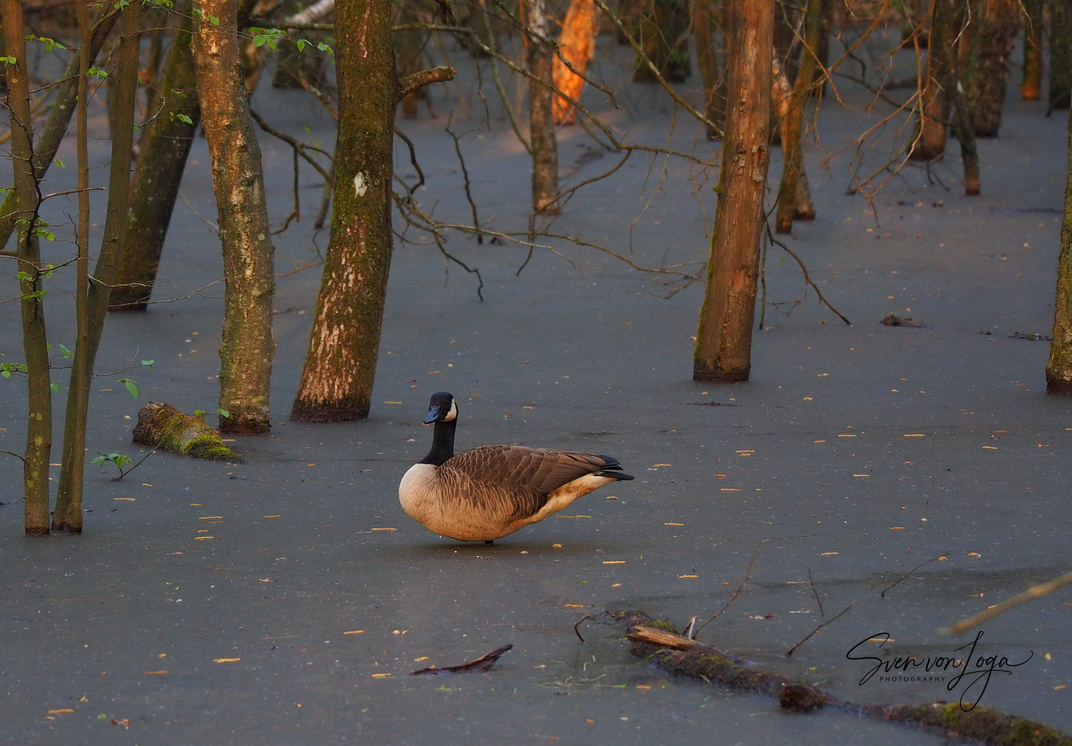 Die Gans auf dem Eis