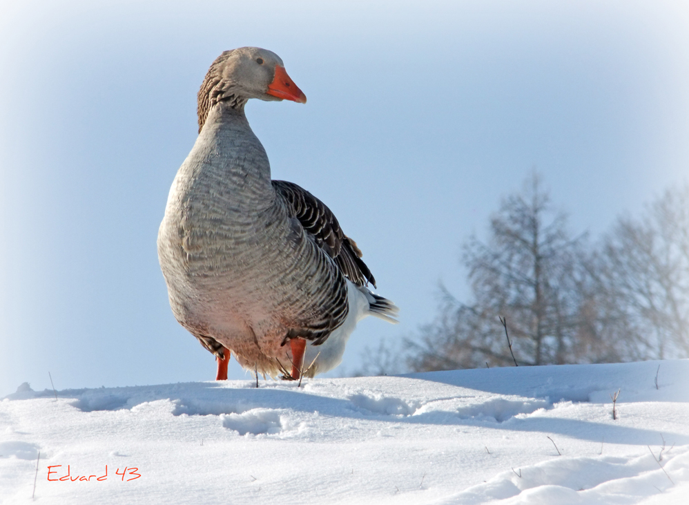 Die Gans