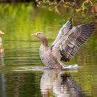 Die Gans beim strecken