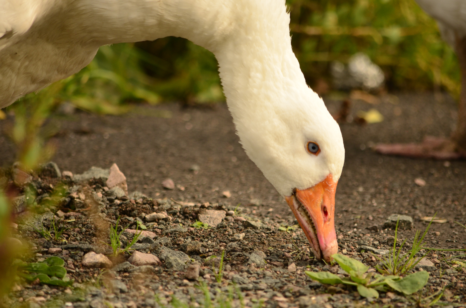 Die Gans