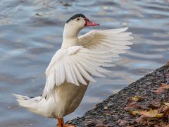 Die Gans der Dirigent