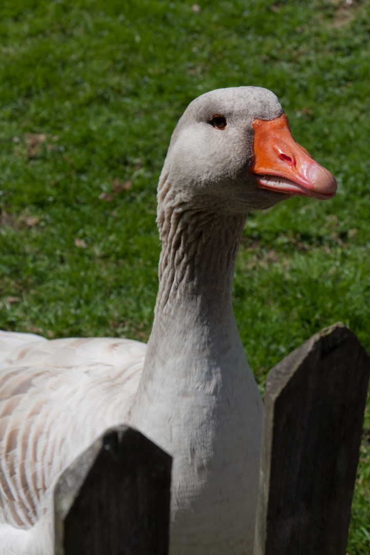 Die Gans Foto &amp; Bild | tiere, tierdetails, gans Bilder auf fotocommunity