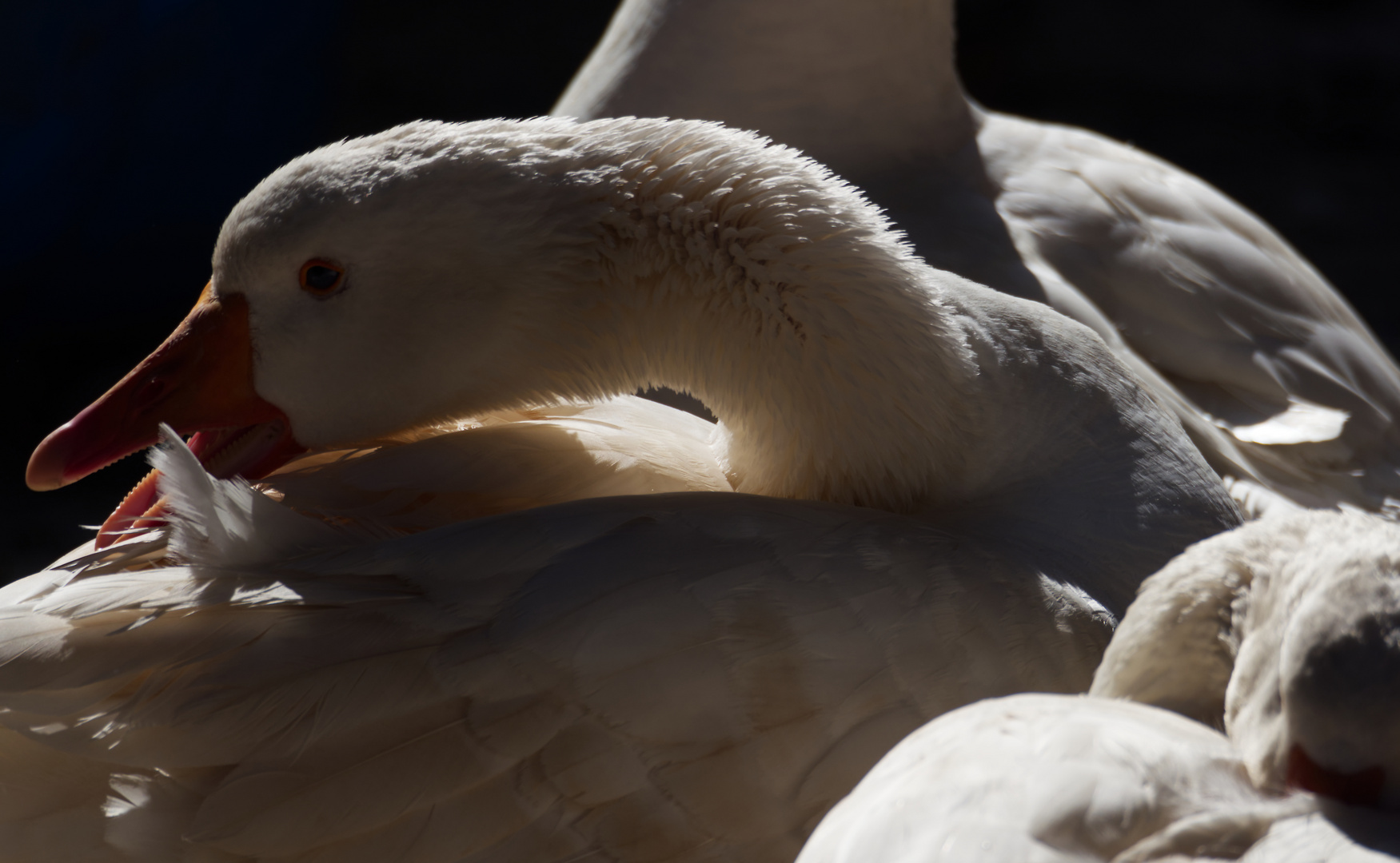 Die Gans im Morgengrauen