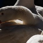 Die Gans im Morgengrauen