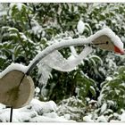 Die Gans im Schnee...