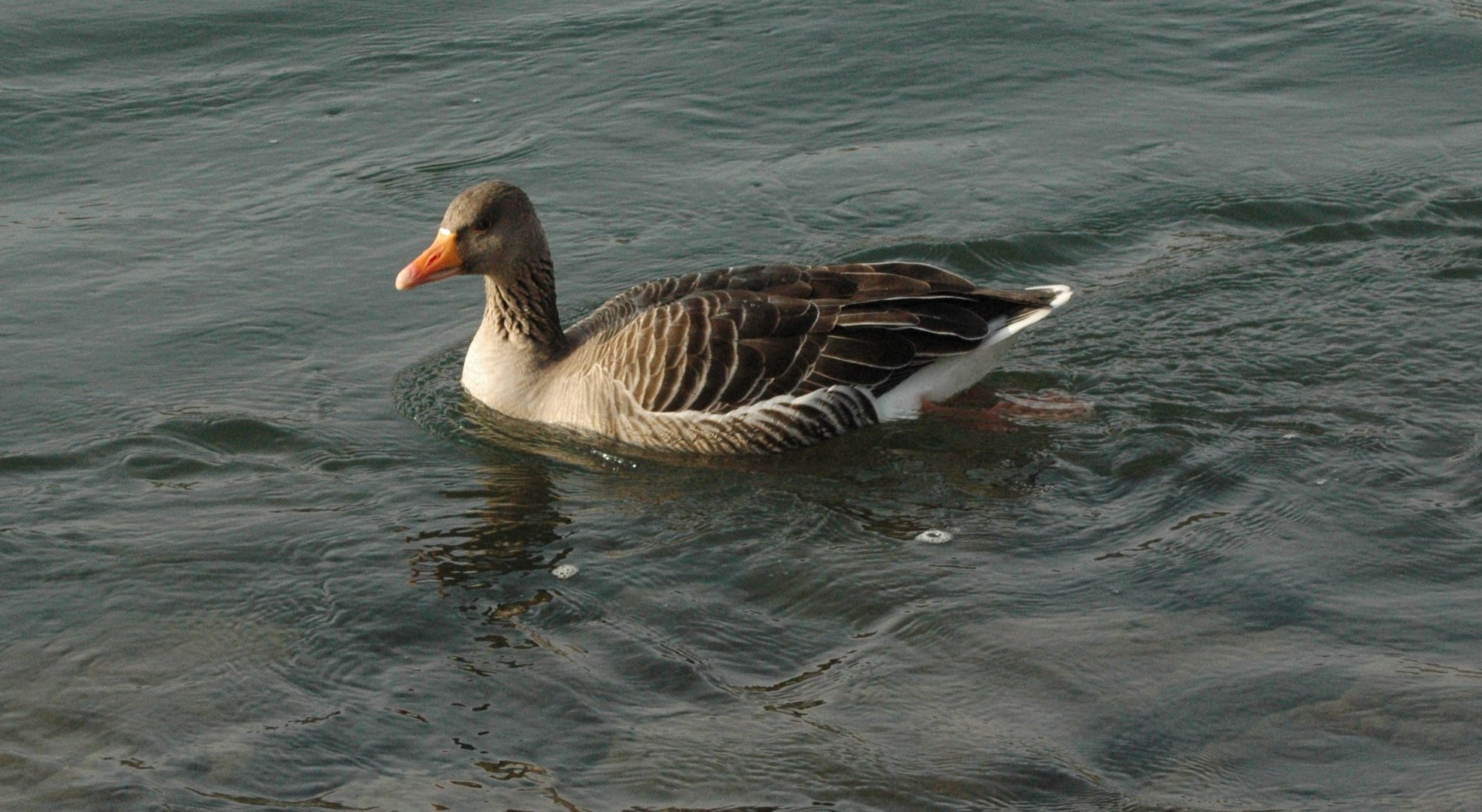 die gans in ihrem element