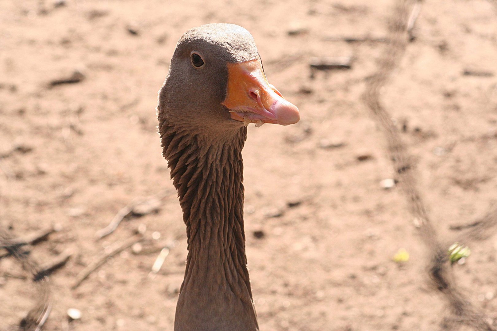 Die Gans ist da!