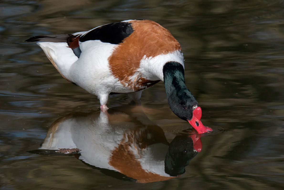 Die Gans mit der roten Beule ...