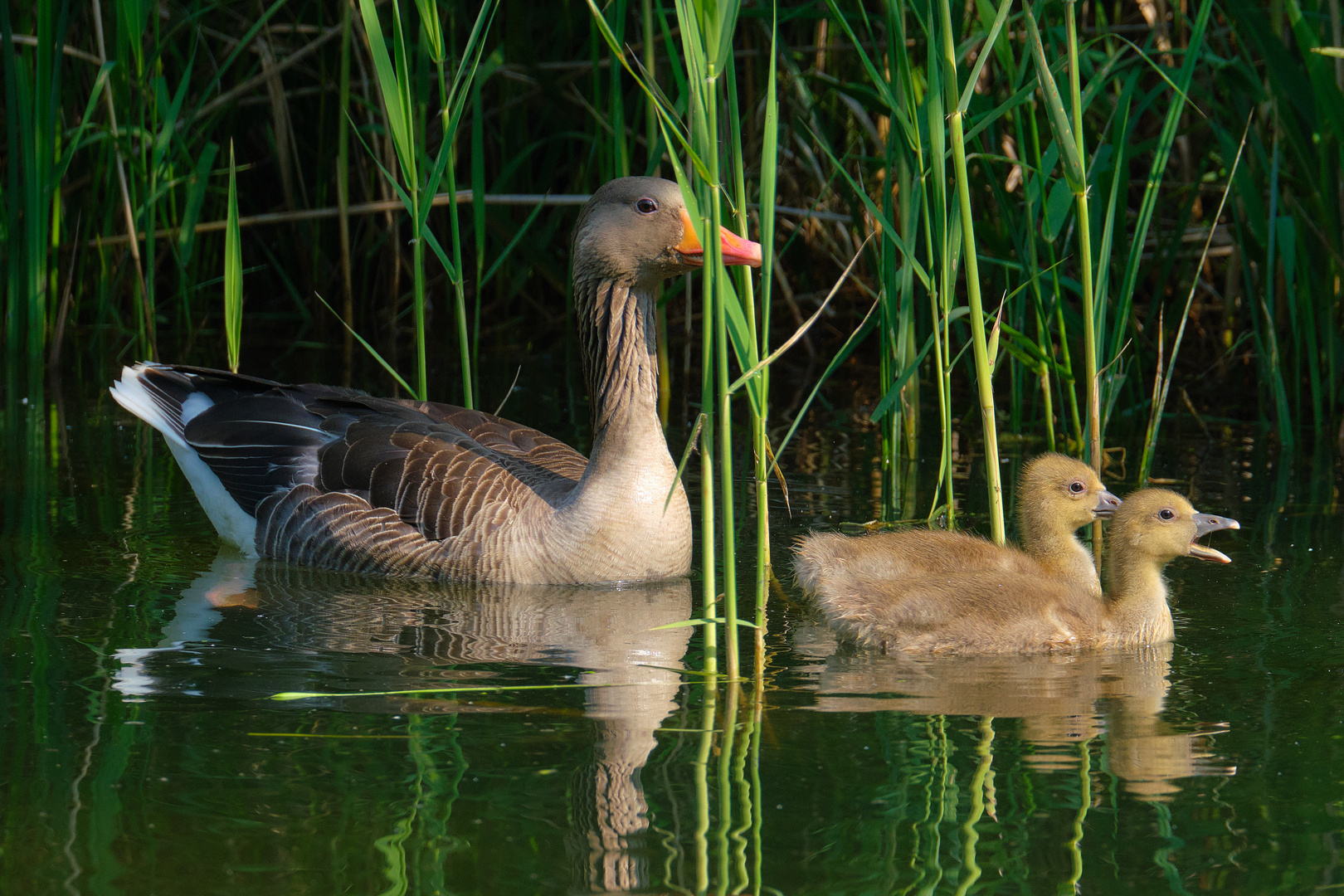 die Gans mit ihren Jungen ....