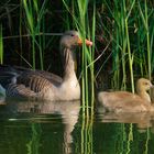 die Gans mit ihren Jungen ....