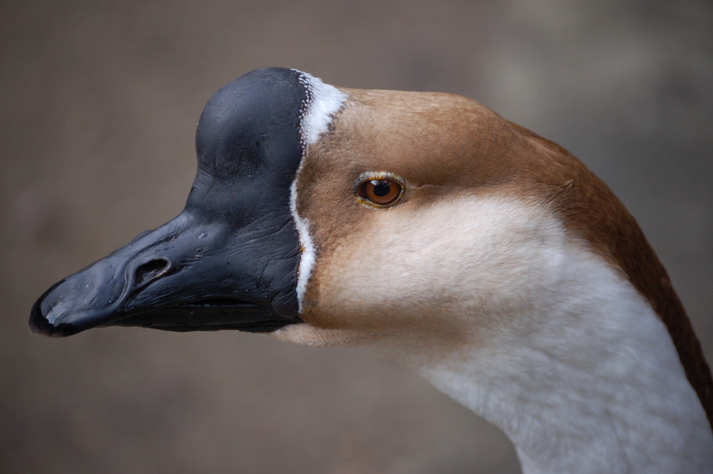 Die Gans sprach: "Endlich die ersten Sonnenstrahlen, und danke fürs Futter."