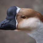 Die Gans sprach: "Endlich die ersten Sonnenstrahlen, und danke fürs Futter."