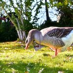 die gans von laprello hat das geld vom geländer genommen ...