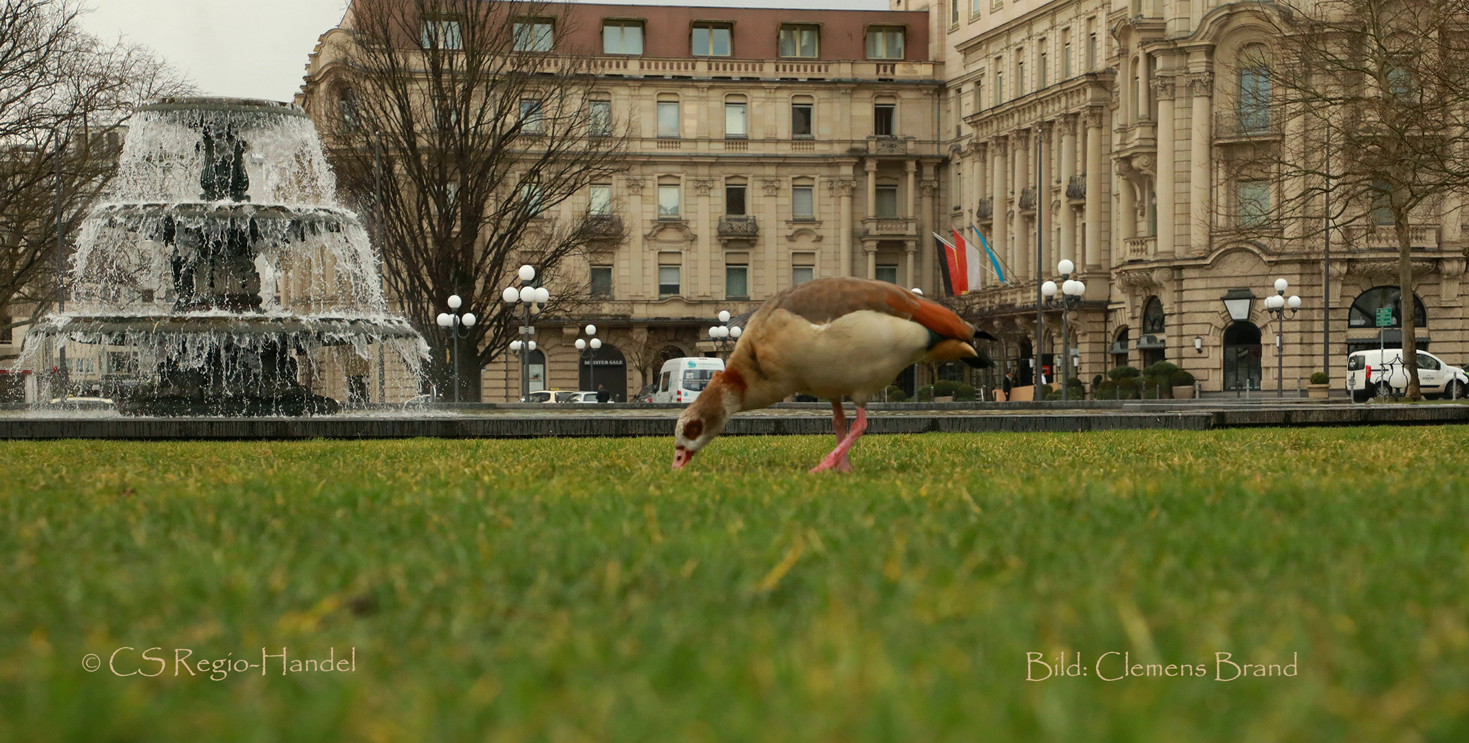 Die Gans vor der Ente 