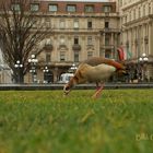 Die Gans vor der Ente 