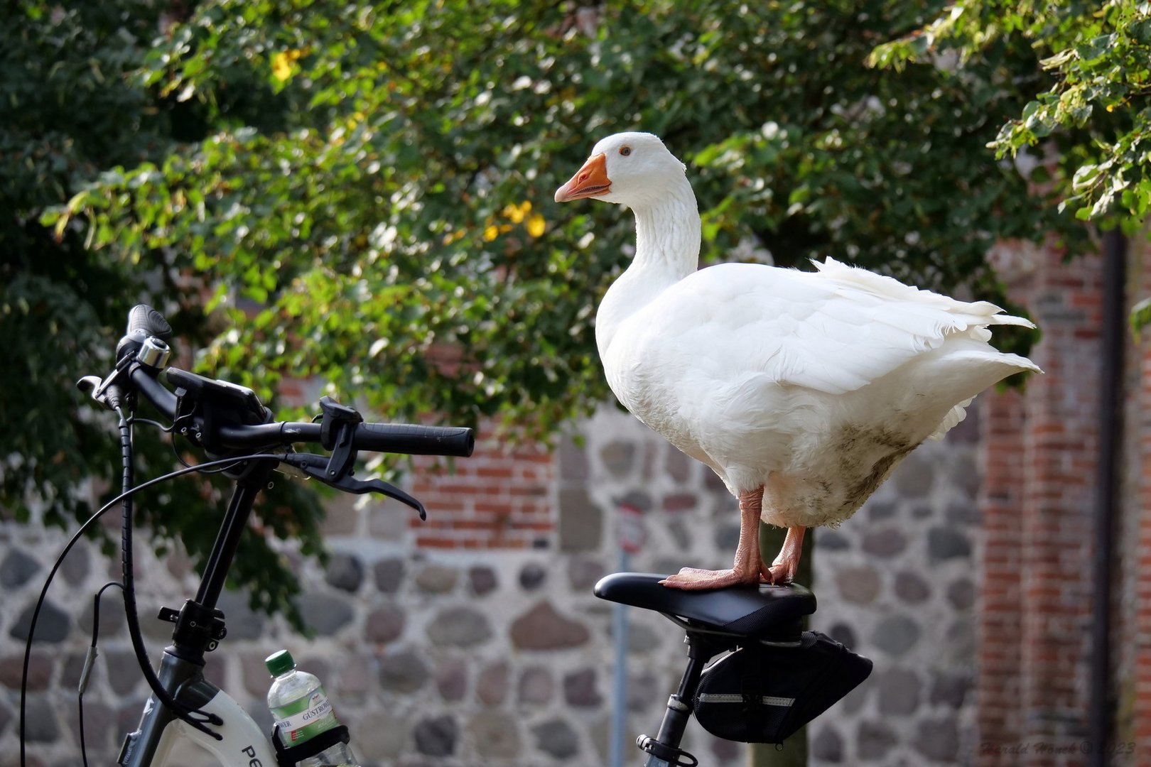 die Gans will Fahrrad fahren..