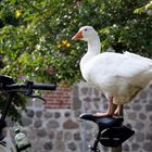 die Gans will Fahrrad fahren..