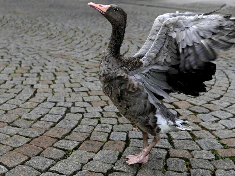 die Gans....die ein Schwan sein wollte