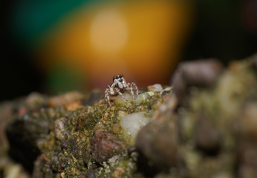 die ganz andere welt der harlekinspringspinne ... - spiderview