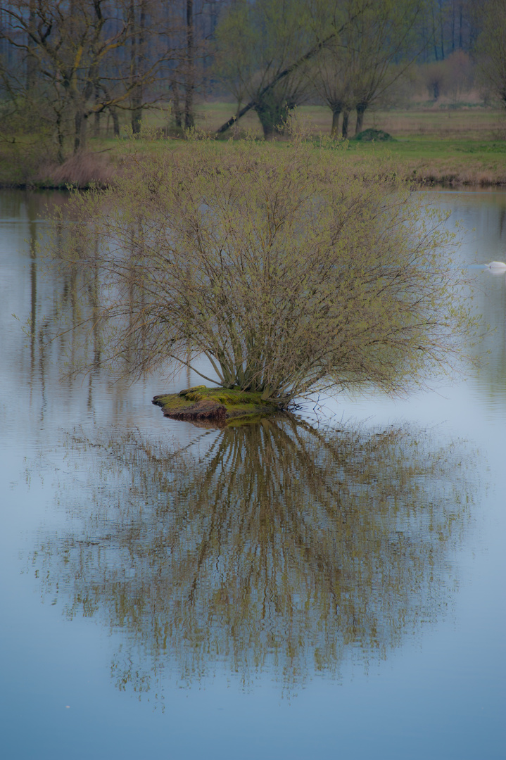 Die ganz kleine Insel im Steinhorster Becken.