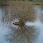 Die ganz kleine Insel im Steinhorster Becken.