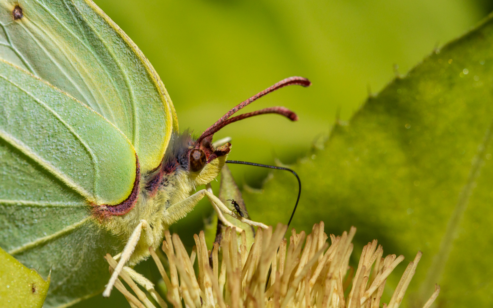 die ganz kleinen Insekten..