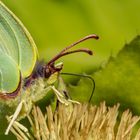 die ganz kleinen Insekten..