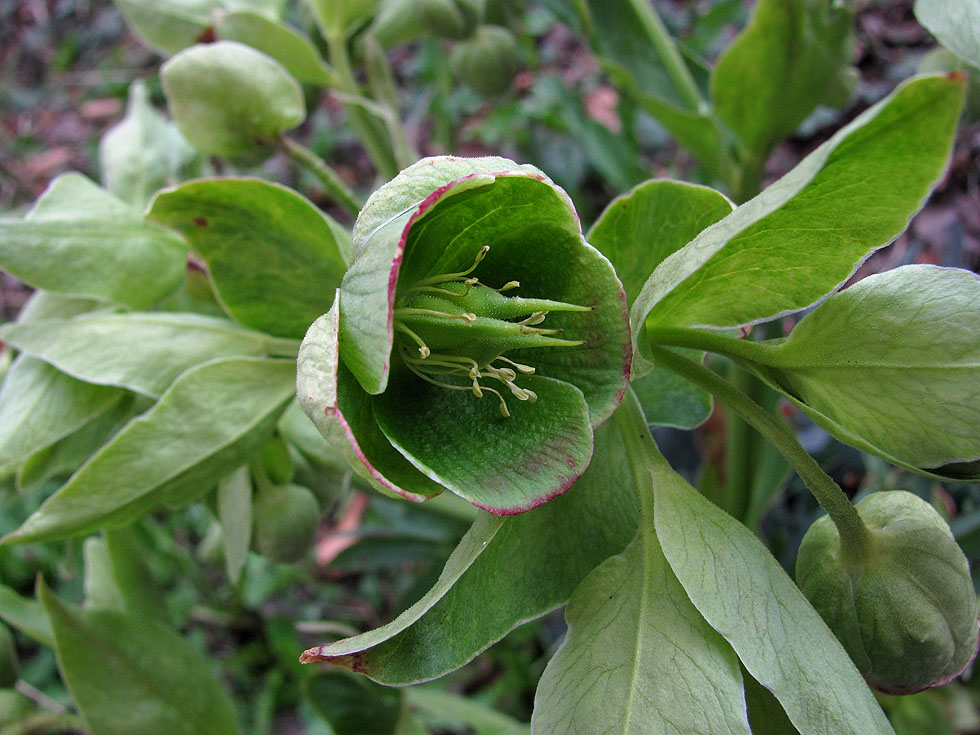 Die ganze Blüte