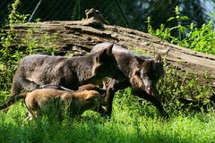 die ganze Familie