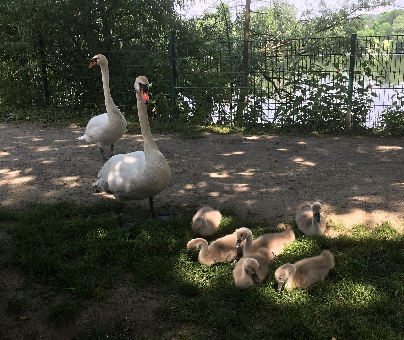 die ganze Familie Schwan