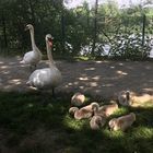 die ganze Familie Schwan