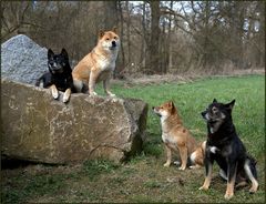 Die ganze Familie Shiba Inu ......