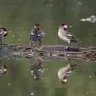 die ganze Familie Zwergsäger 