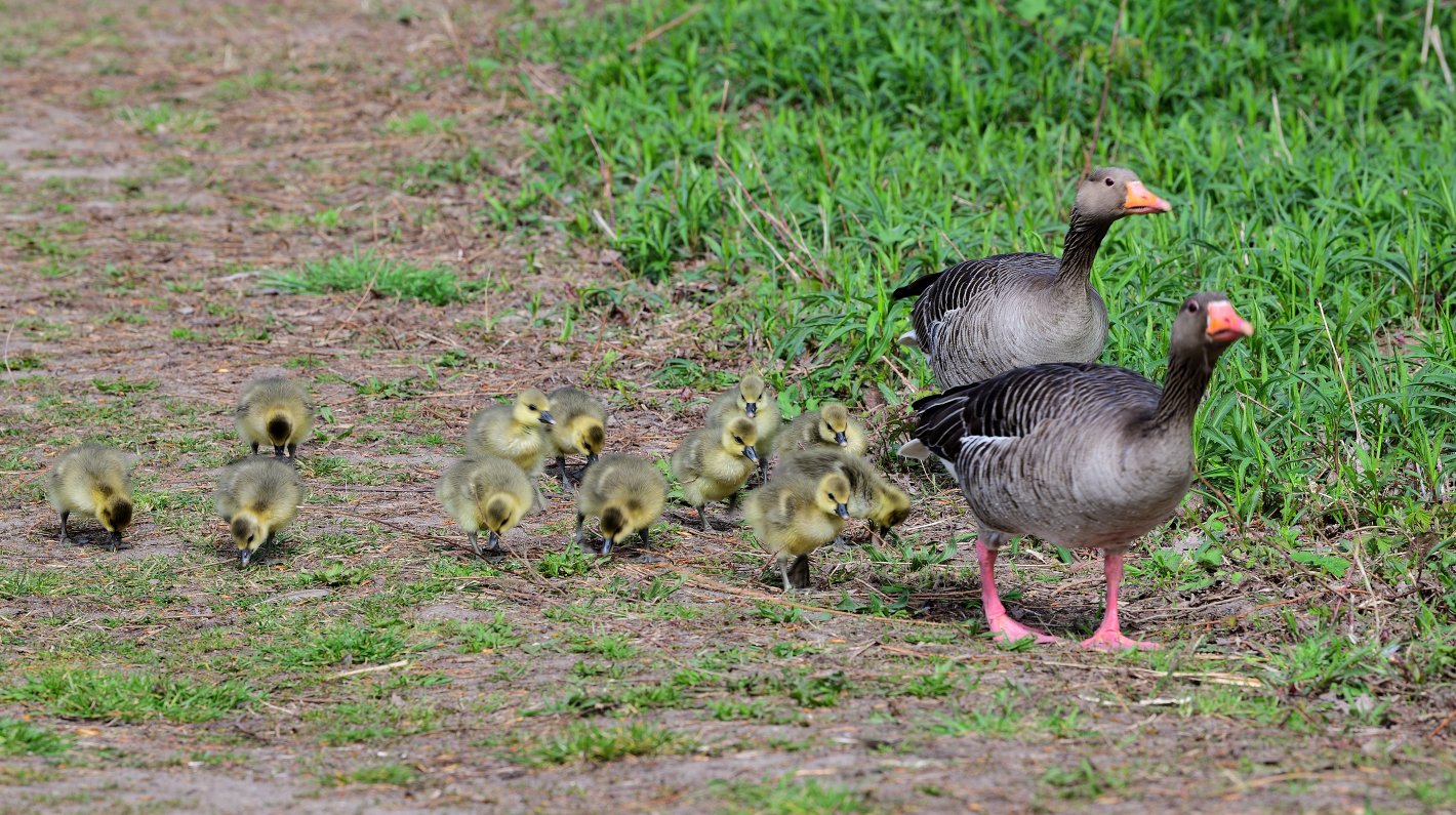 Die ganze Gänsefamilie,  the whole goose family, la familia de los gansos completa