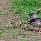 Die ganze Gänsefamilie,  the whole goose family, la familia de los gansos completa