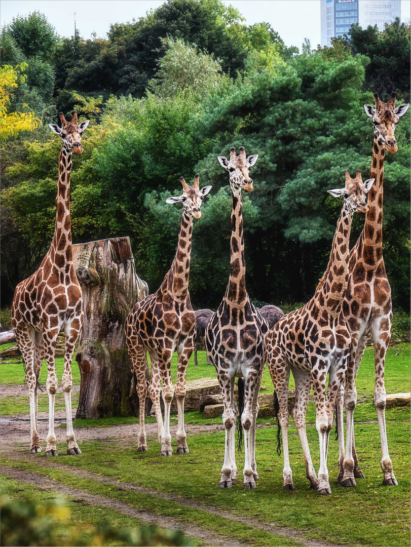 ... die ganze Giraffenfamilie ...