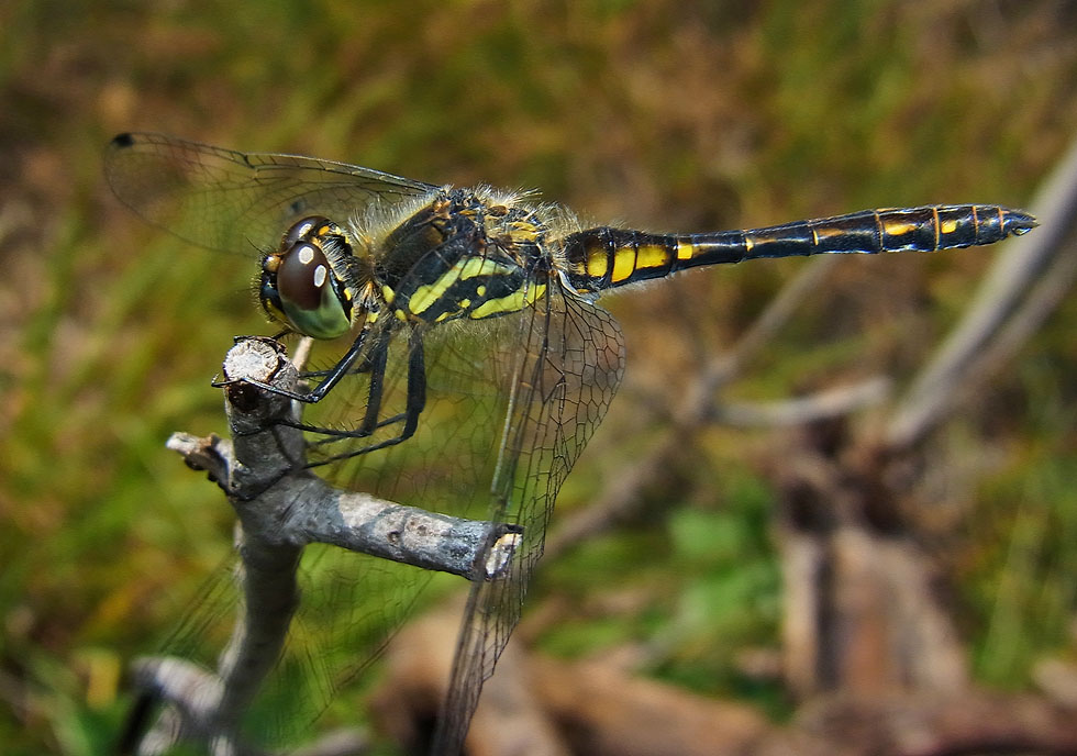 die ganze Libelle