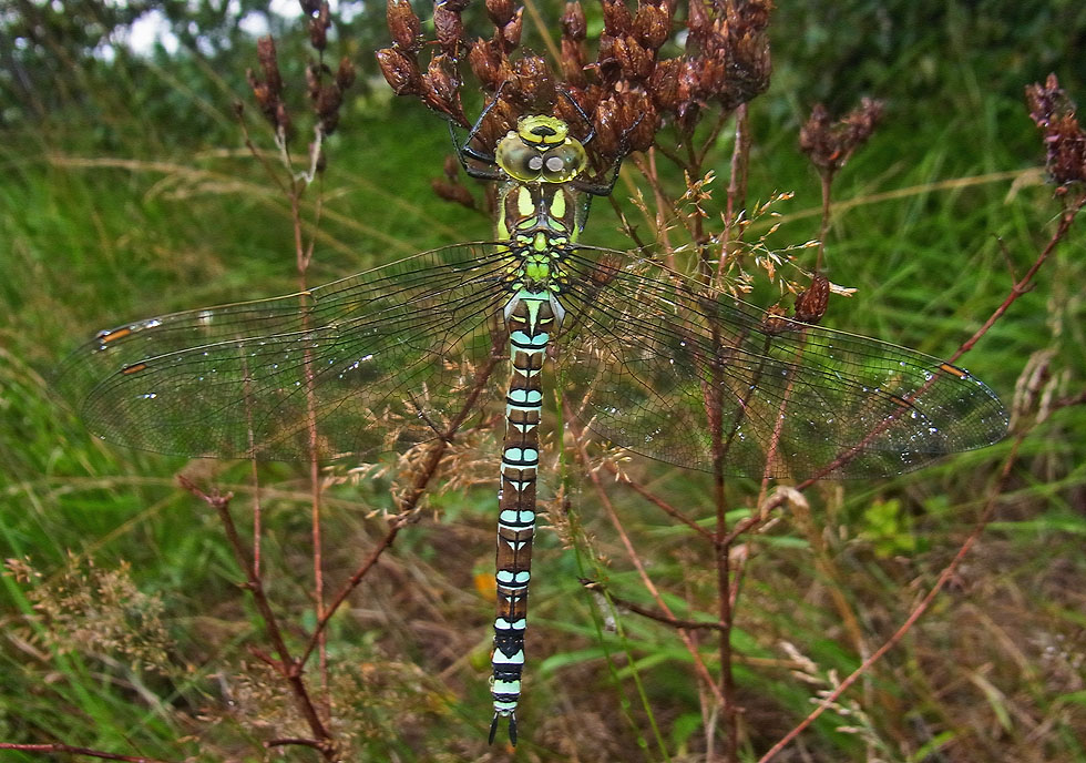 die ganze Libelle