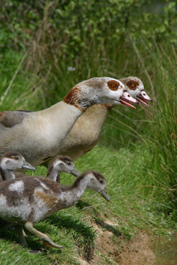 Die ganze Nilgansfamilie und wie überall gibt es auch da mal Ärger :)))