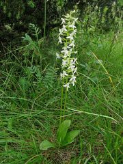 Die ganze Orchidee  - wird bis zu 50 cm hoch