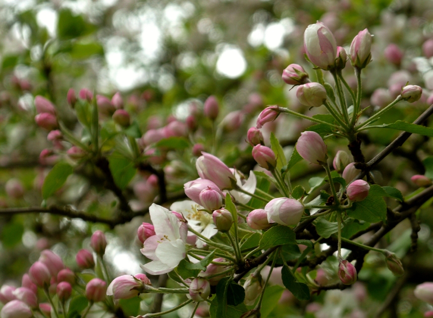 die ganze Pracht der Apfelblüte