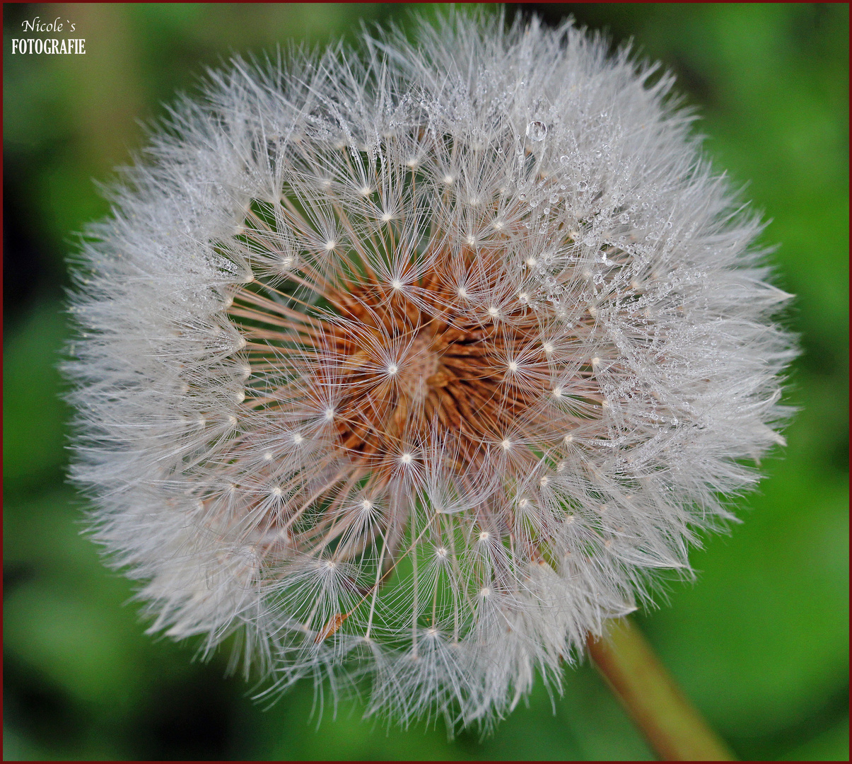 Die ganze Schönheit meines °°Samtweich°°