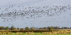 die ganze vogelschar