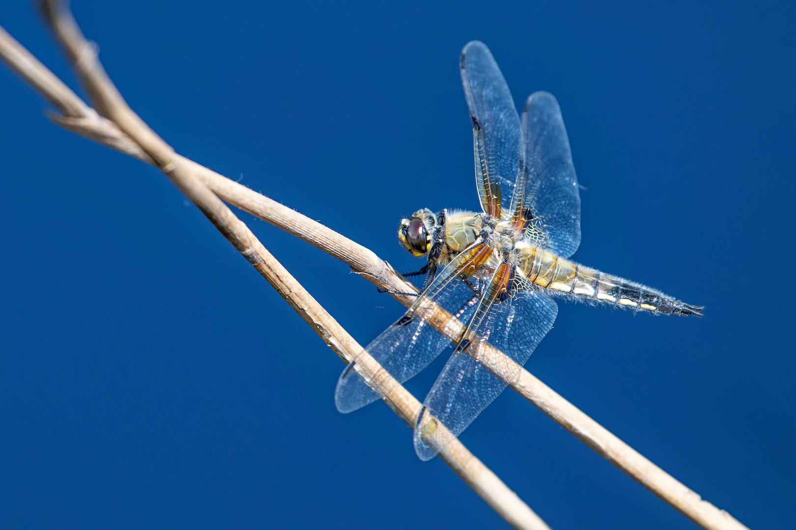 Die ganze Welt ist himmelblau 