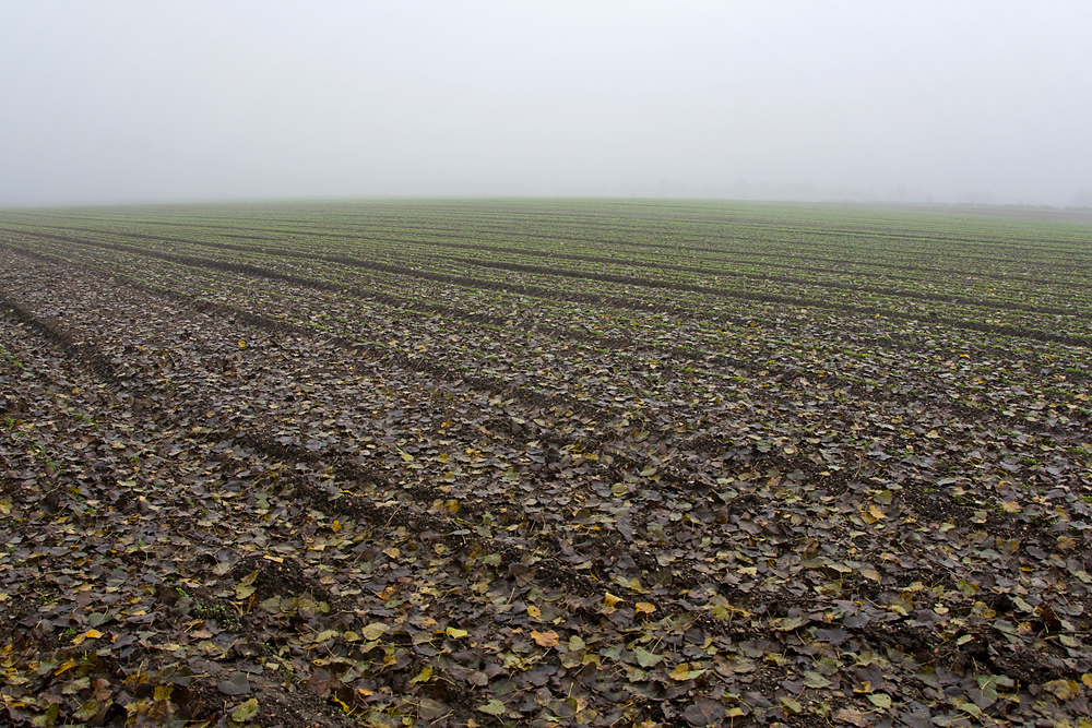 Die ganze Welt versinkt im Nebel