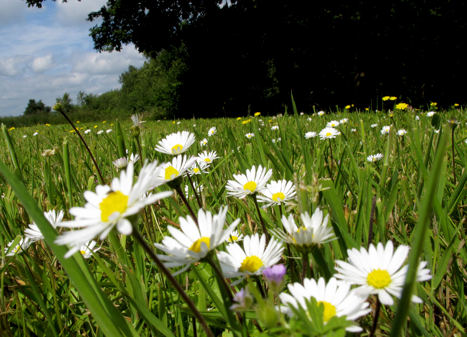 die ganze Wiese voll