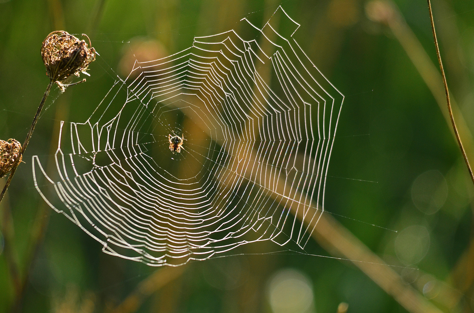 Die Garten-Kreuzspinne in ihrem Netz