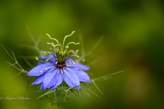 Die Garten Tulln ...