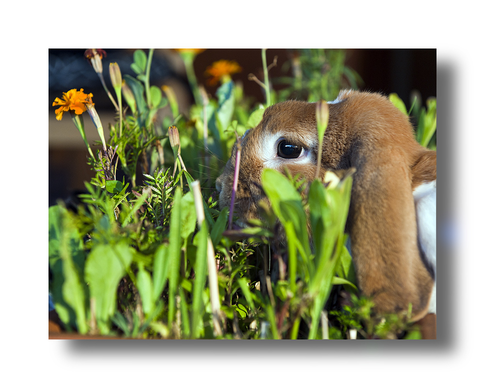 Die Gartenarbeit hört einfach nie auf