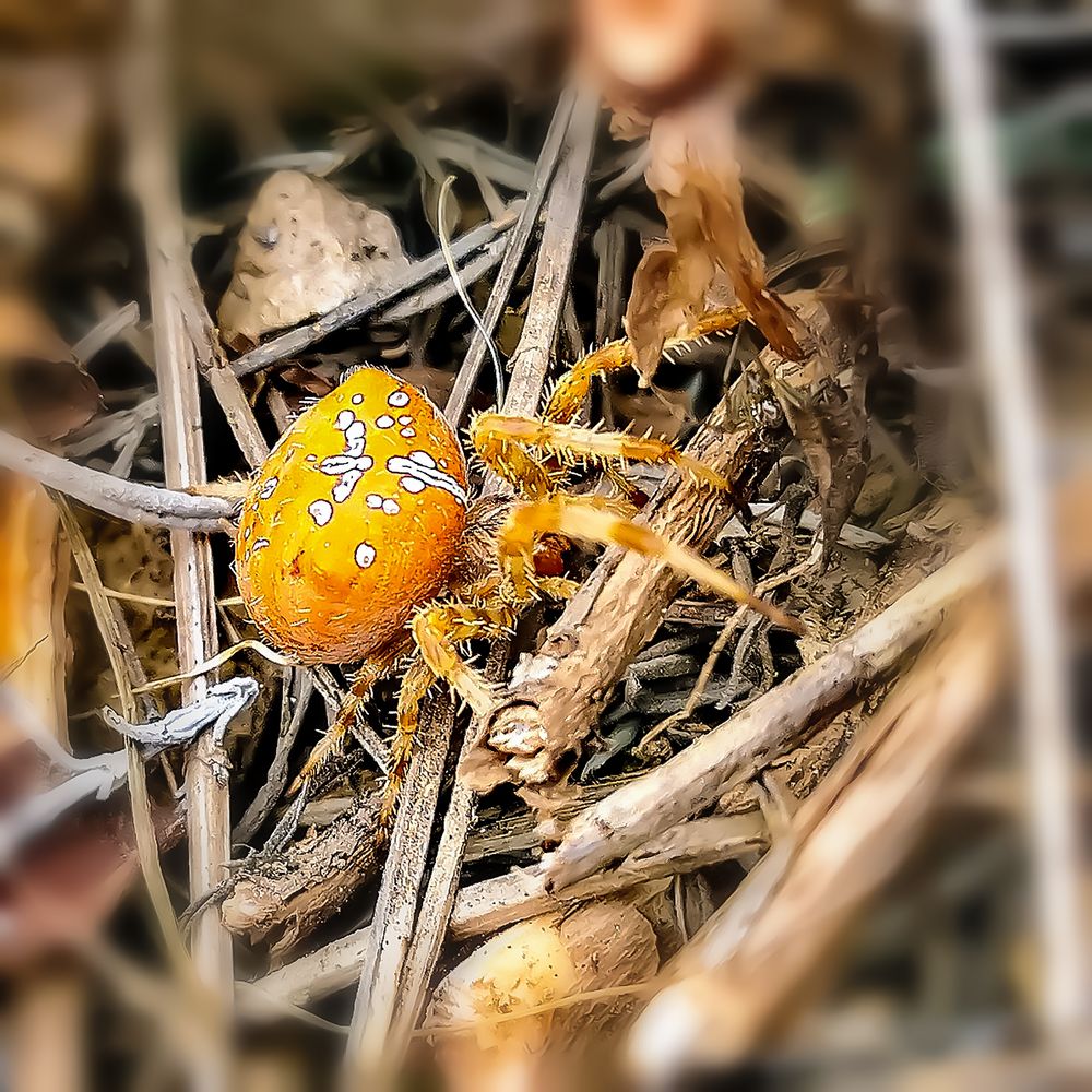 Die Gartenbesucherin